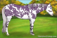 Horse Color:White Spotted Silver Grullo Splash