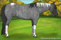 Horse Color:Blue Roan Tobiano 