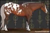 Horse Color:Silver Bay Sabino Appaloosa 