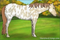 Horse Color:Gold Champagne Ice Dun Appaloosa