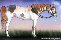 Horse Color:White Spotted Liver Chestnut Splash  and White Spotted Brown Pearl Splash 