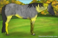 Horse Color:Blue Roan