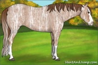Horse Color:Red Ice Roan Splash