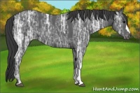 Horse Color:Black Ice Appaloosa