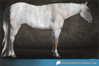 Horse Color:Silver Blue Ice Roan  and Blue Ice Roan 