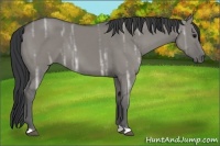 Horse Color:Grullo Ice