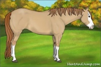 Horse Color:Red Dun Splash 