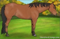 Horse Color:Bay Rabicano 