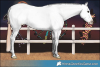 Horse Color:Brown Frame Appaloosa  and Brown Frame Appaloosa 