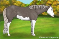 Horse Color:Silver Black Splash