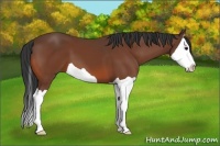 Horse Color:Bay Splash 