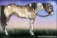 Horse Color:Liver Red Dun Onyx Splash Tobiano and Liver Red Dun Onyx Splash