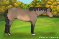 Horse Color:Buckskin Roan 
