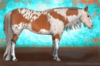 Horse Color:Bay  and Bay Appaloosa 