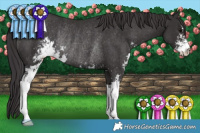 Horse Color:Smoky Black Sabino Rabicano 