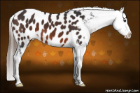 Horse Color:Brown Appaloosa 