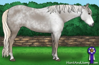 Horse Color:Gray Chestnut 