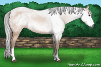 Horse Color:Gray Bay 