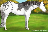 Horse Color:Brown Splash Appaloosa 
