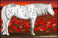 Horse Color:Silver Buckskin Ice Pearl Splash Appaloosa 