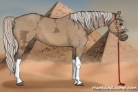 Horse Color:Silver Bay Ice Dun 