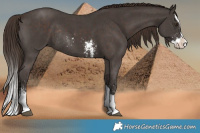 Horse Color:Liver Chestnut Sabino Splash Rabicano