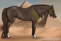 Horse Color:Liver Chestnut Sabino Rabicano 