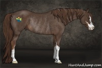 Horse Color:Liver Chestnut Sabino Rabicano