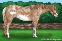 Horse Color:White Spotted Chestnut Frame 