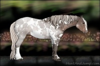 Horse Color:White Spotted Silver Black