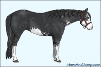 Horse Color:Black Sabino