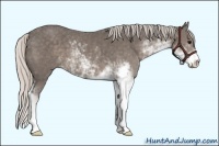Horse Color:Silver Black Sabino