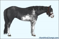 Horse Color:Black Sabino