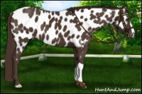 Horse Color:Liver Chestnut Near Leopard 
