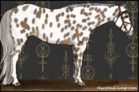 Horse Color:Chocolate Palomino Leopard