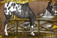 Horse Color:Liver Chestnut Appaloosa Rabicano 