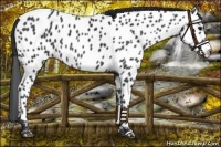 Horse Color:Black Near Leopard Rabicano 
