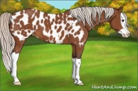Horse Color:Silver Bay Splash Appaloosa