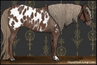 Horse Color:Liver Chestnut Appaloosa