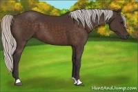 Horse Color:Silver Brown