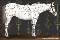 Horse Color:Bay Dun Near Leopard
