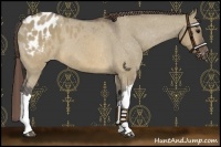 Horse Color:Brown Dun Appaloosa 