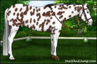 Horse Color:Bay Splash Leopard 