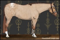 Horse Color:Bay Roan Dun Varnish 