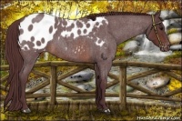 Horse Color:Chocolate Brown Roan Appaloosa 
