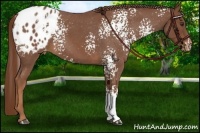 Horse Color:White Spotted Red Roan Appaloosa Rabicano