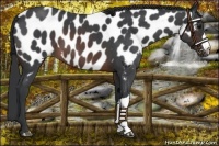 Horse Color:Brown Roan Near Leopard