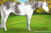 Horse Color:White Spotted Silver Black Splash 