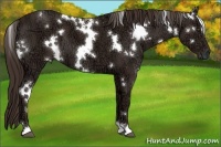 Horse Color:White Spotted Liver Chestnut Ice