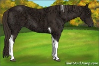 Horse Color:Liver Chestnut Ice Tobiano